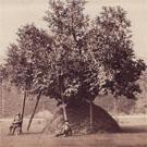 Milton's Mulberry Tree, Cambridge